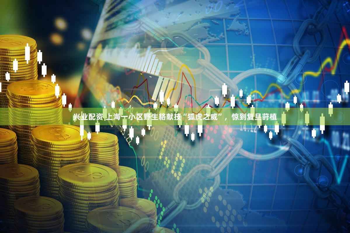 兴业配资 上海一小区野生貉献技“狐虎之威”,惊到复旦莳植