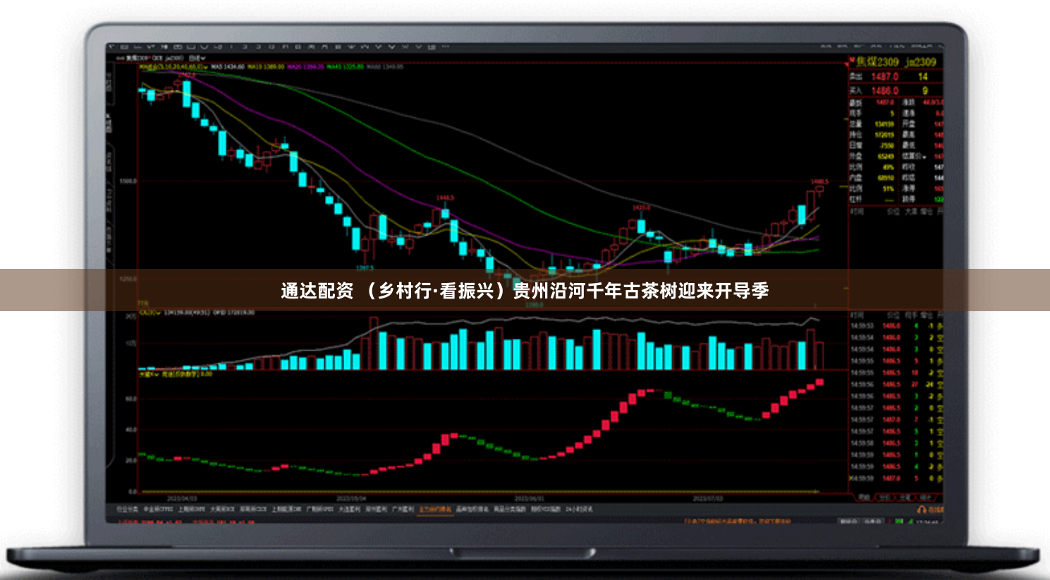 通达配资 (乡村行·看振兴)贵州沿河千年古茶树迎来开导季